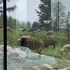 Коттедж Woodland_escape. Коттедж двухместный Wood lodge 14